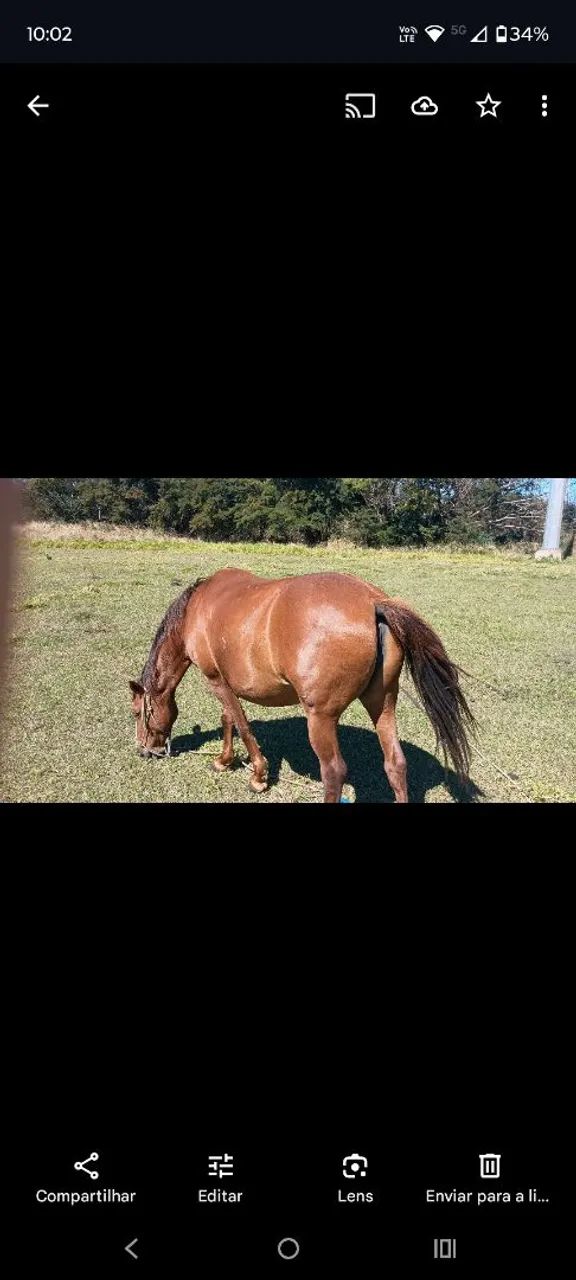 VENDO ÉGUA SUPER DÓCIL MANSA  - Foto 5