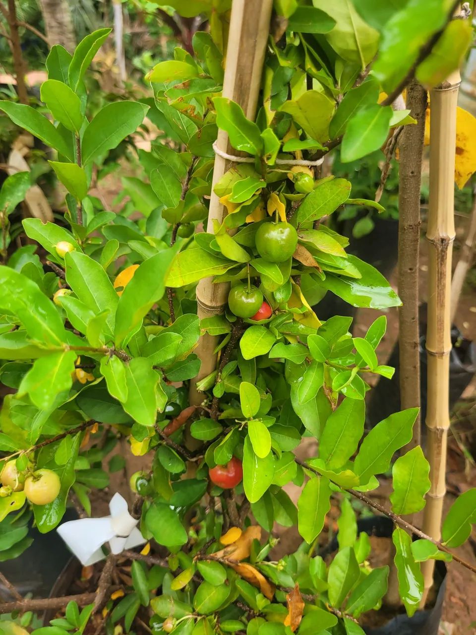 Mudas Frutíferas Enxertadas  - Foto 2