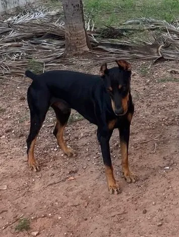 Doberman disponível