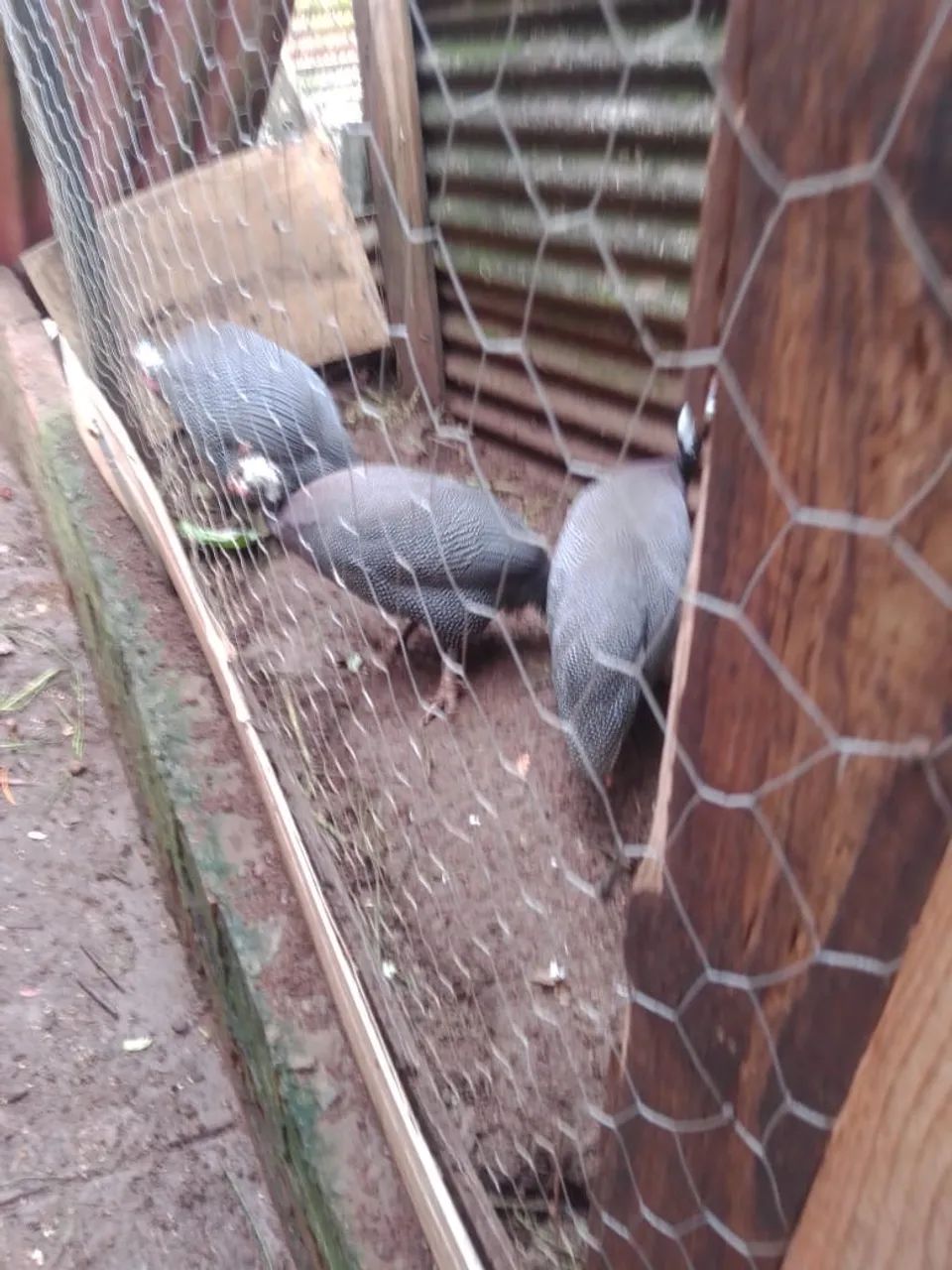 Galinha de Angola  - Foto 3