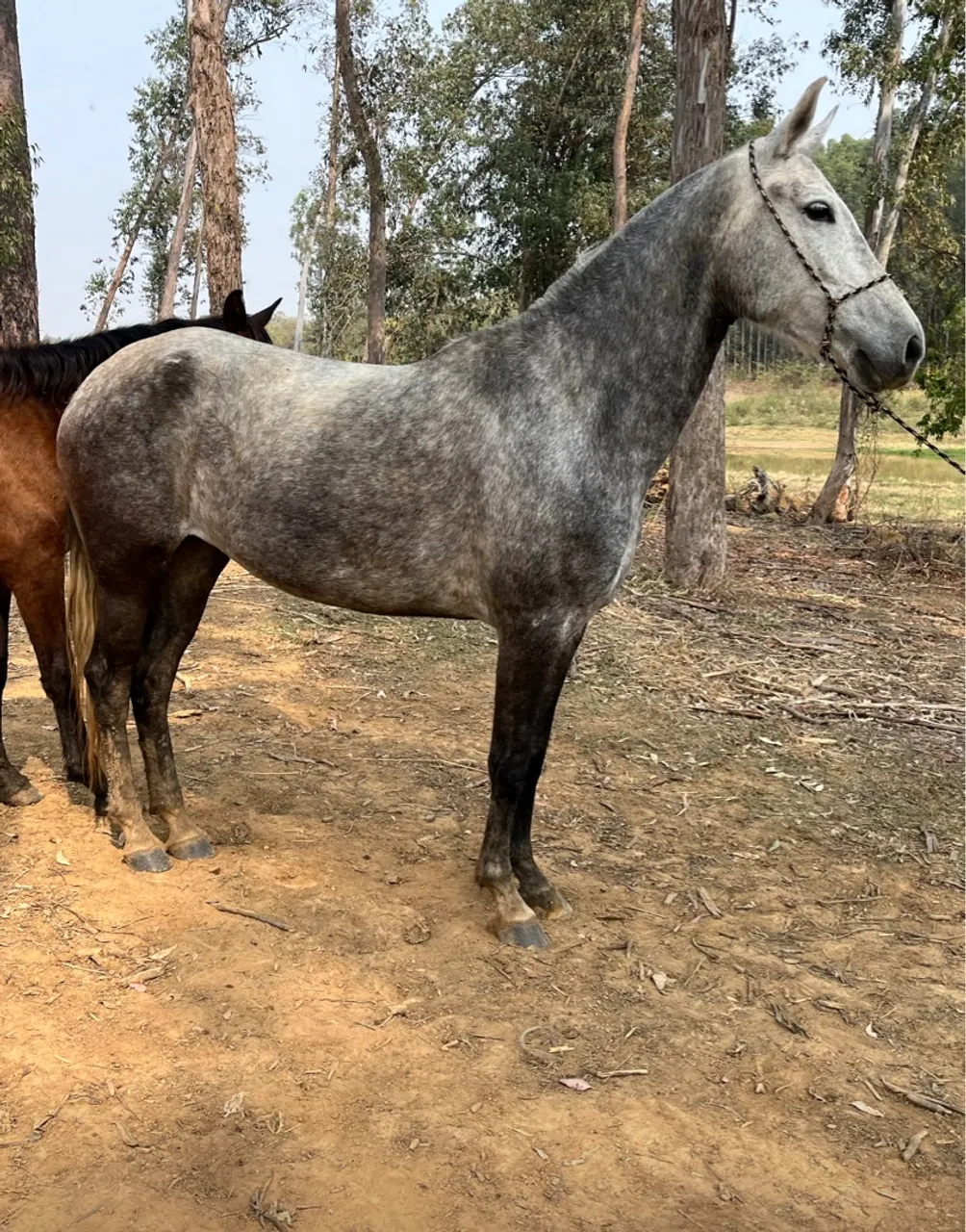Égua mangalarga marchador