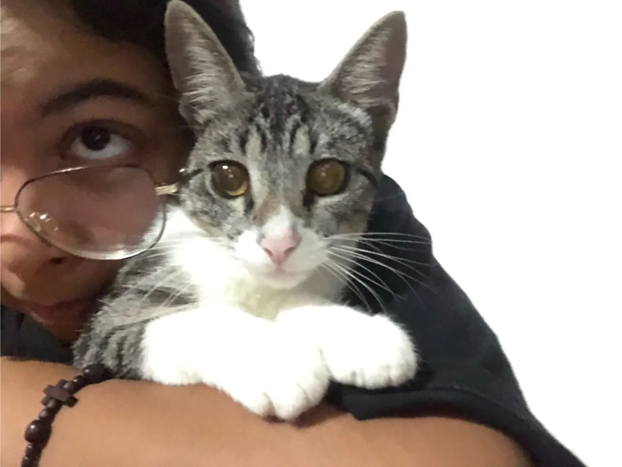 Doação de gato - Foto 6