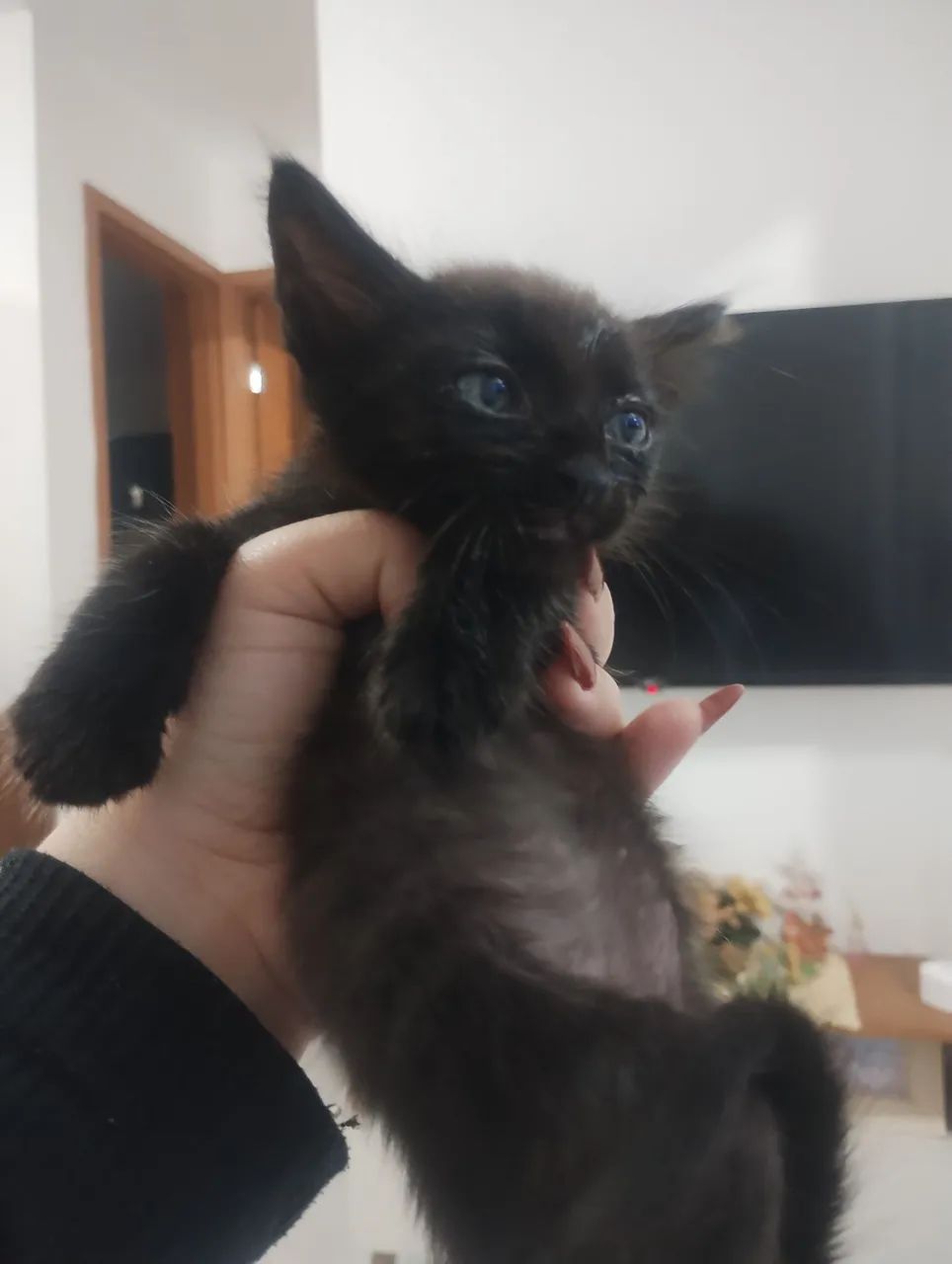 Gato Macho64584445785986122