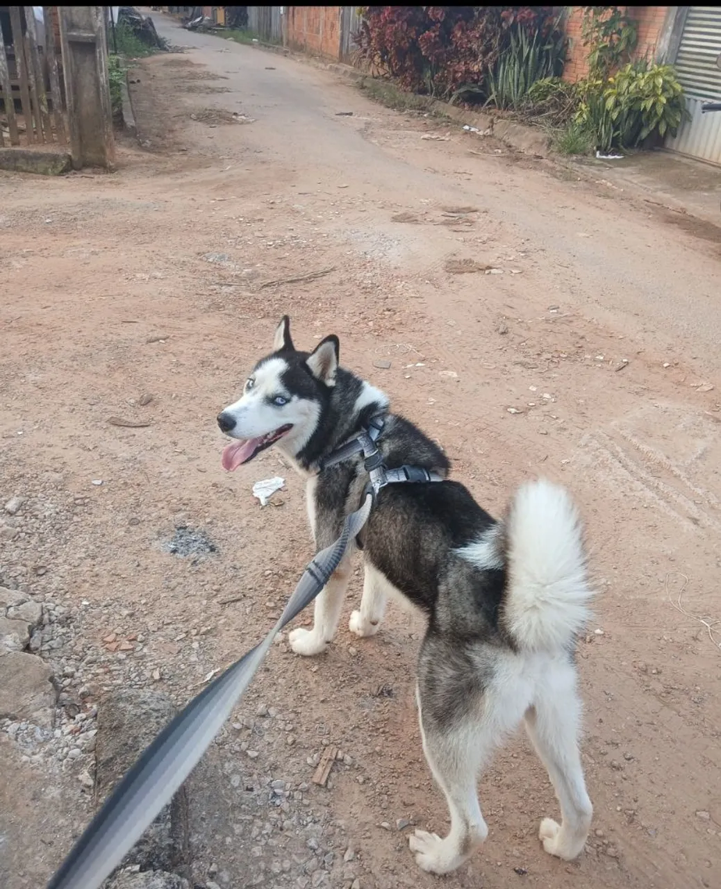 Husky Siberiano - Lindo e Adorável!
