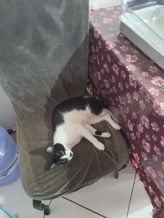 Doação responsável