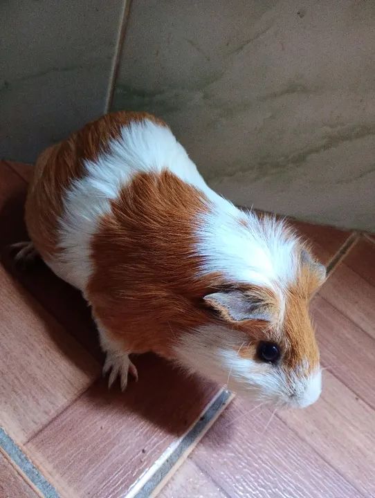 3 porquinhos da índia por apenas 100 reais  - Foto 4