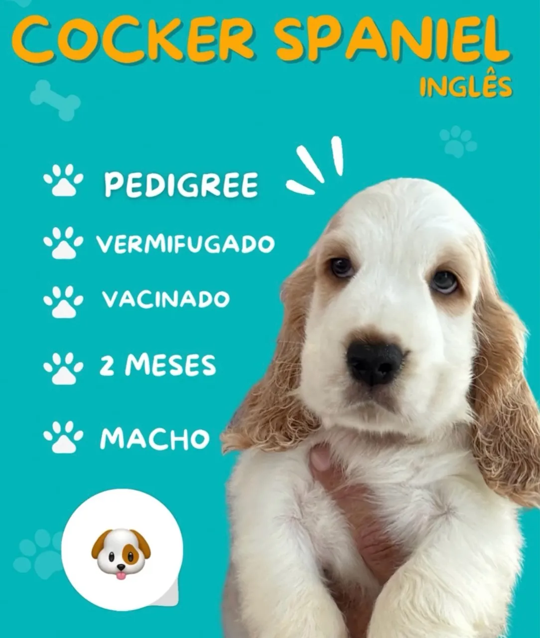 Cocker Spaniel Inglês - Filhote Macho