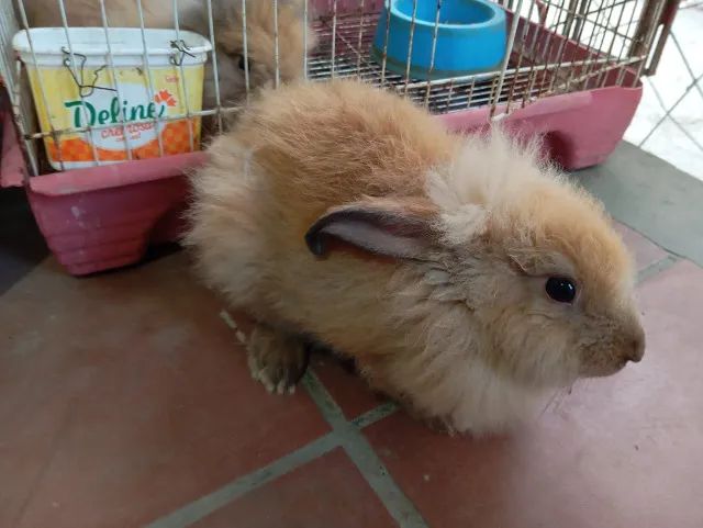 Filhote de Coelho da Raça Lion