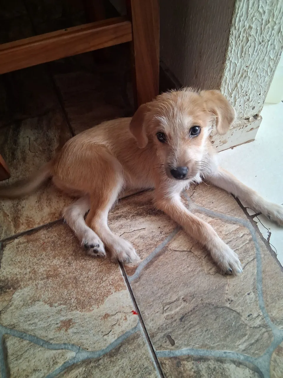 Filhote de cachorro fofo para doação !