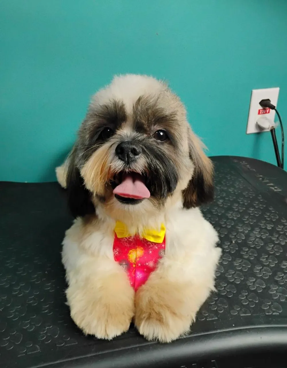 Estou vendendo esse Shih Tzu Adorável e Charmoso, por 600 reais. Ele nasceu dia 14/10/2024
