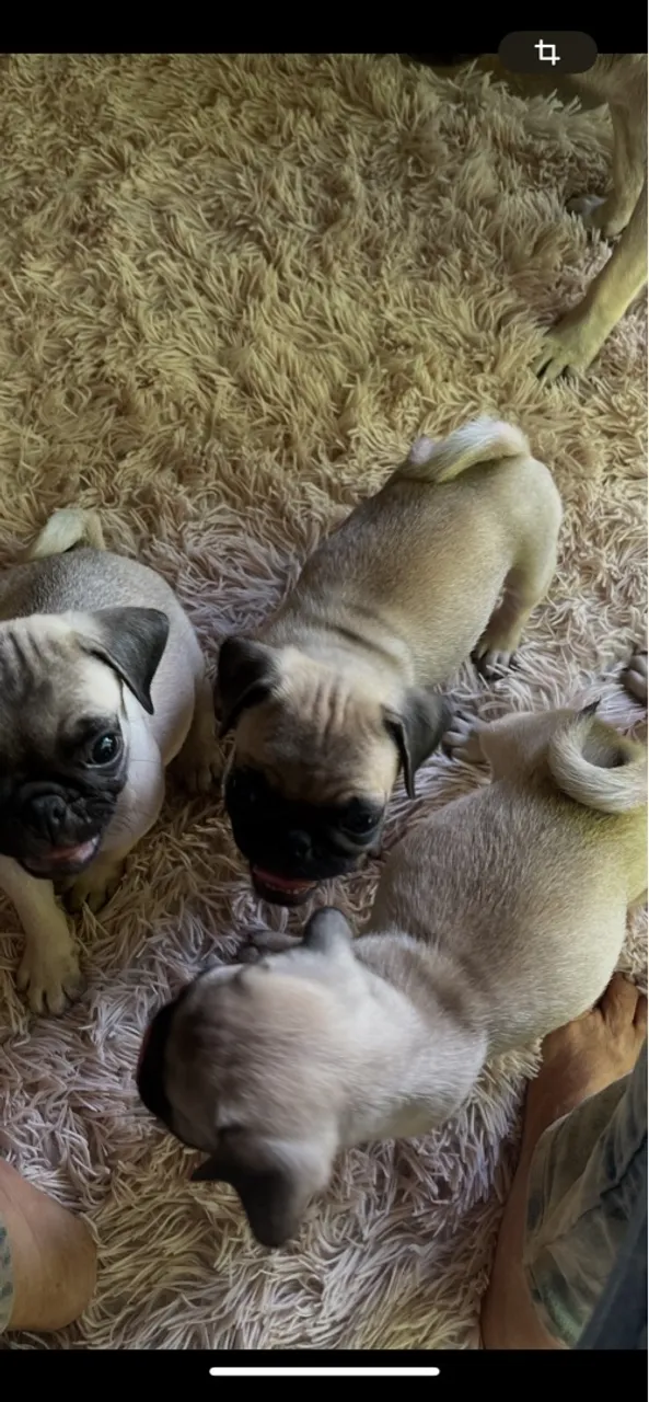 Pug 1.300