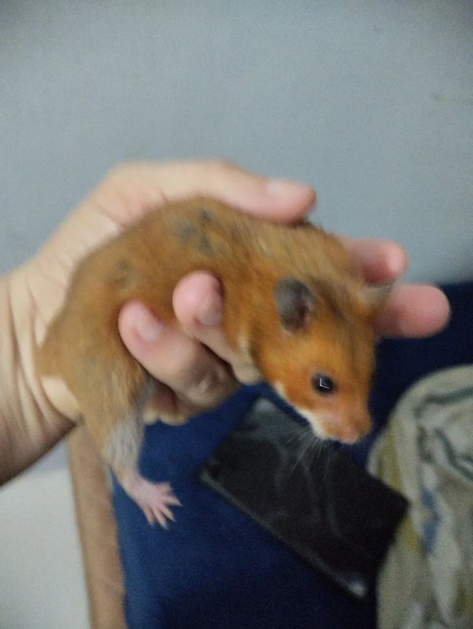 Casal de Hamster fofo 