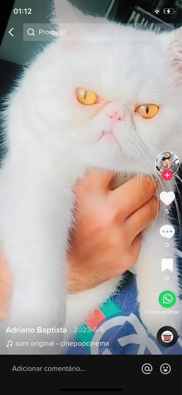 Gato persa exótico branco/ gata persa exótica tricolor adulta - Foto 4