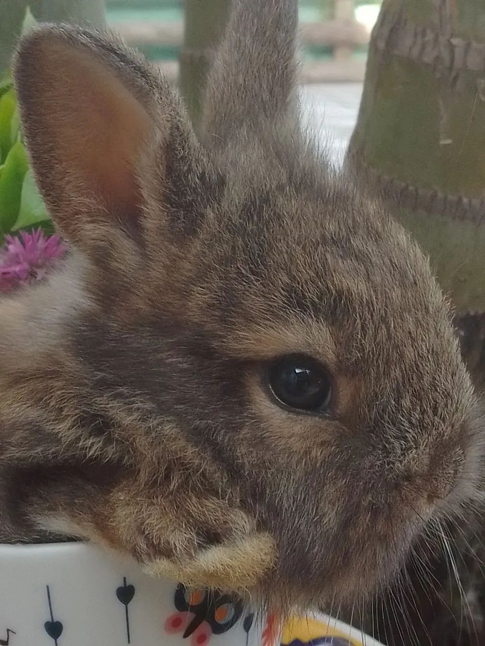 Coelho mini Netherland com 30 dias  - Foto 4