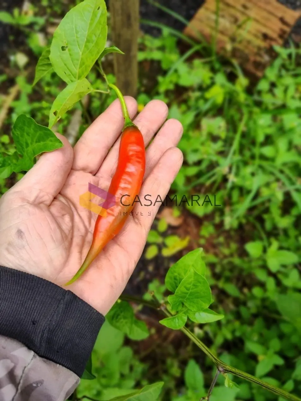 Chácara à Venda em Duas Bocas - 2.429m² com Frutas e Casa em Construção / Cód.: 3034