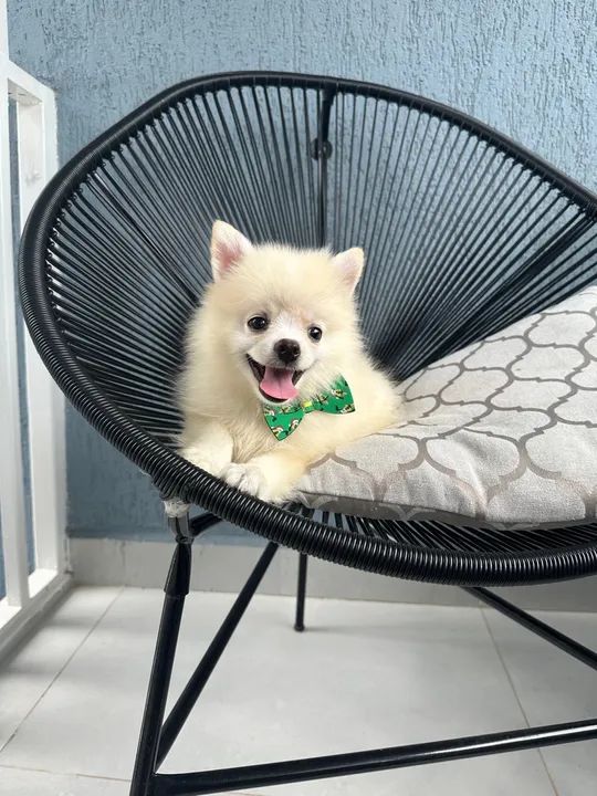 Filhote de Spitz Alemão Macho