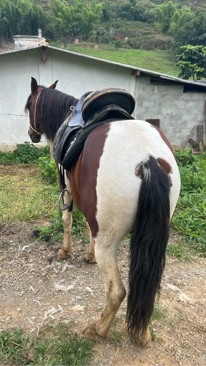 Cavalo disponível para venda