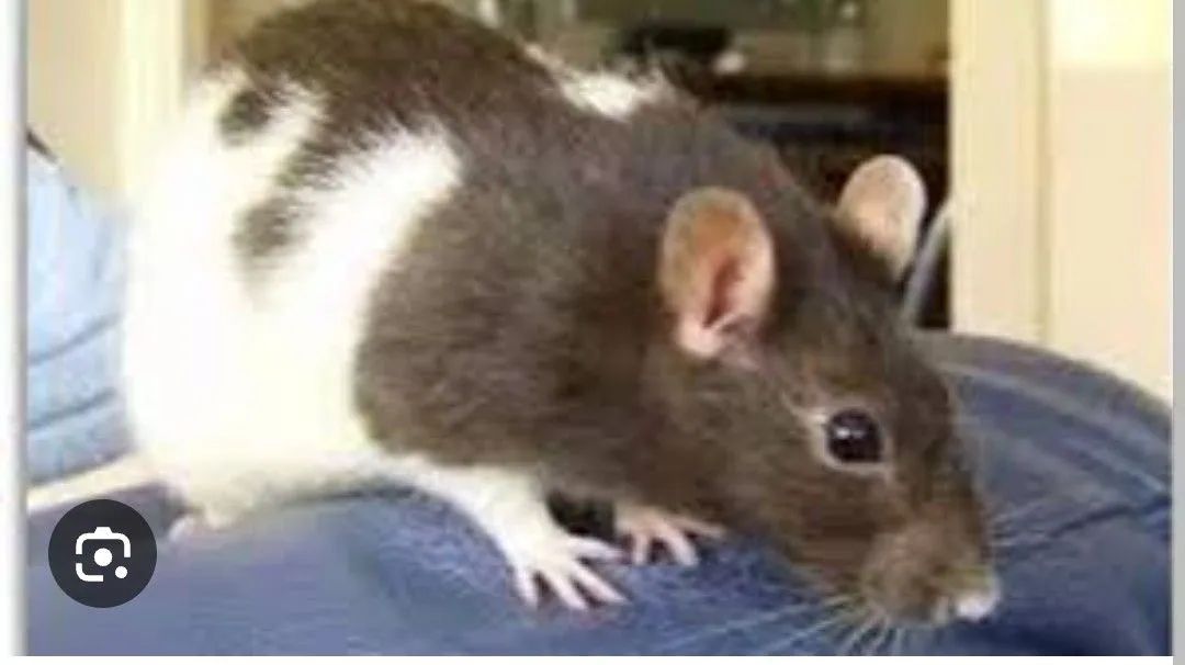 Ratos Twyster  - Foto 3