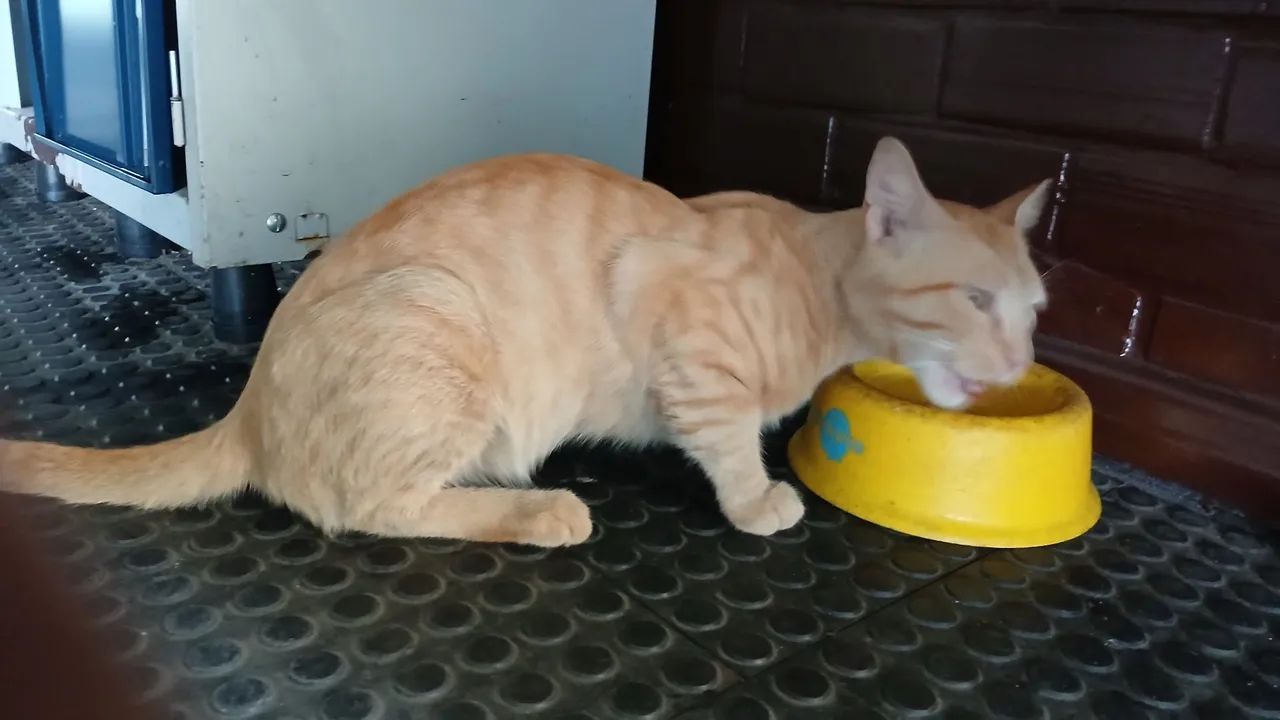 Gatinho laranja lindo para adoção  - Foto 4