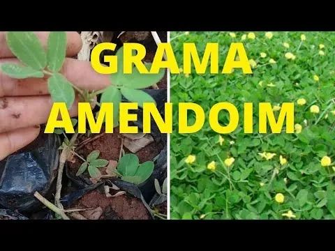 Mudas Grama Amendoim Forrageiro Enraizadas Embrapa