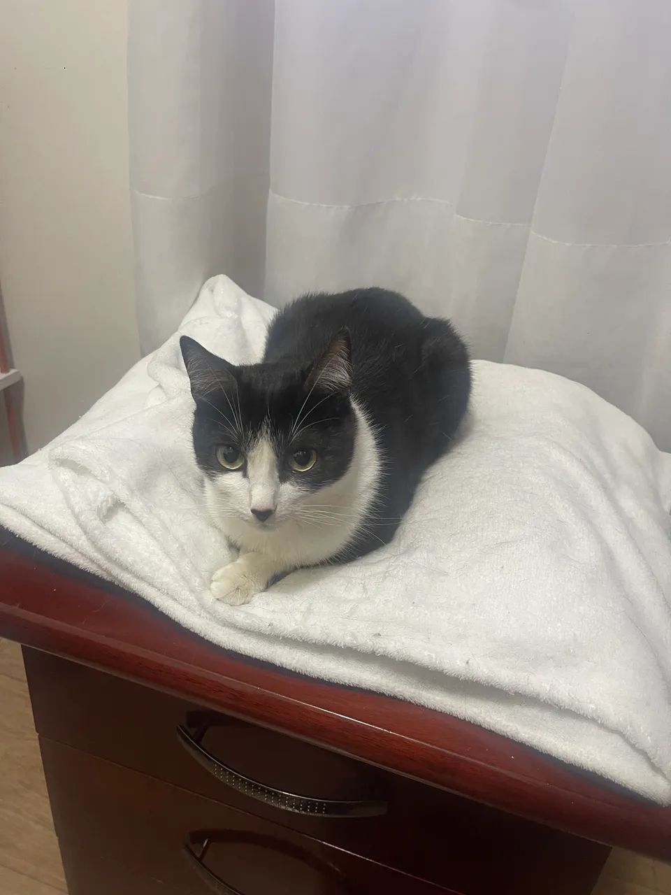 Doação Gato Fêmea Castrada  - Foto 2