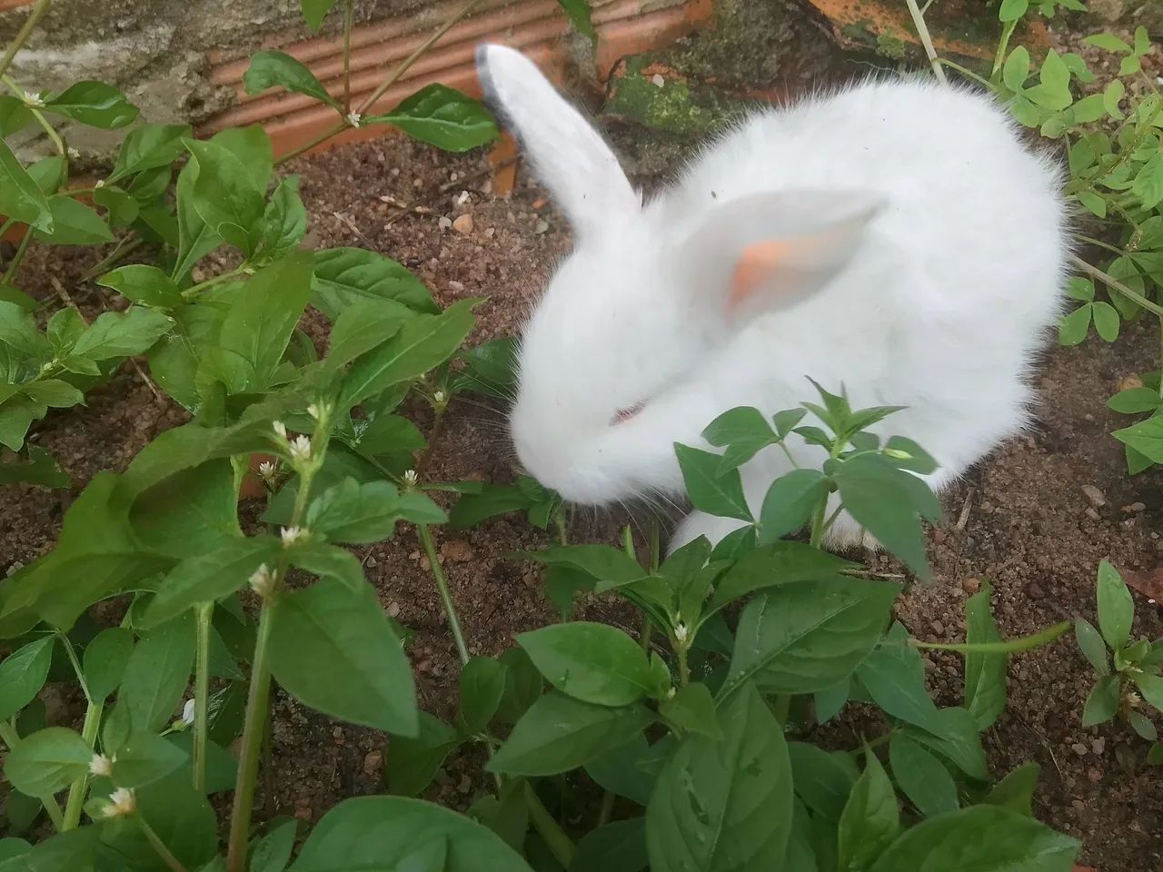 Coelha branca - Foto 3