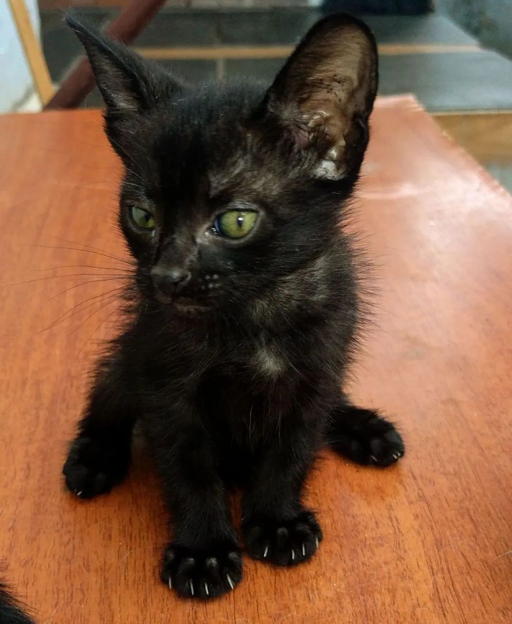 Filhotes para Adoção 2 Meses de Muito Amor - Foto 5