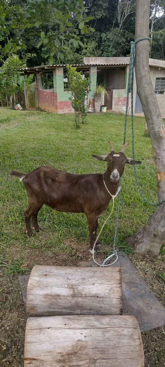 Casal de cabras - Foto 5