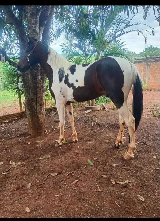 Cavalo de raça Mangalarga Machador - Foto 3
