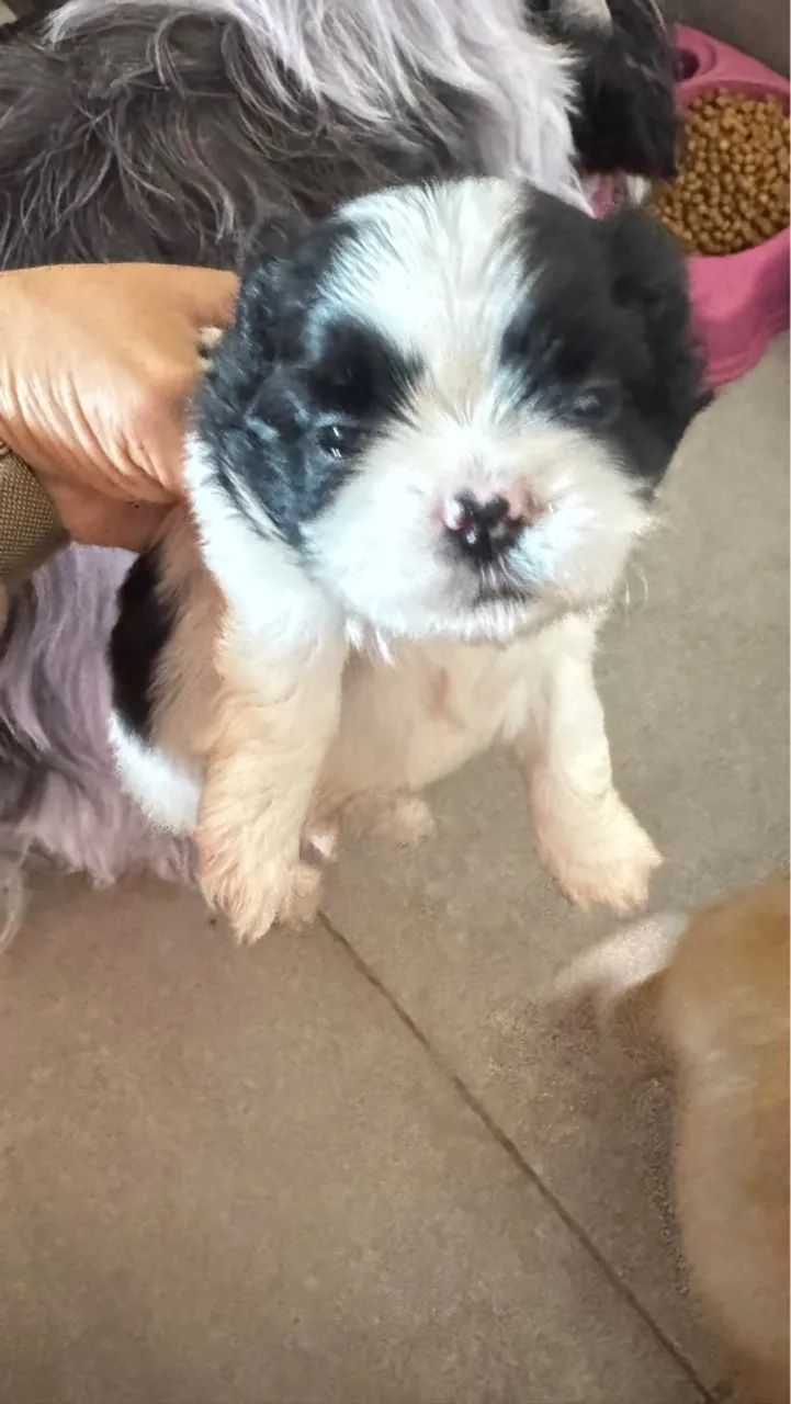 Shih Tzu filhote lindo - Foto 2