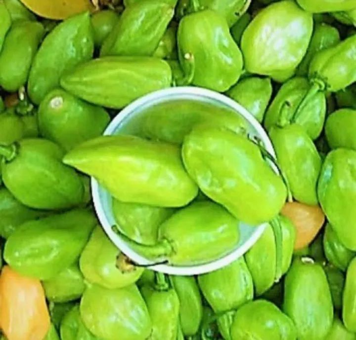 Sementes de Pimenta de cheiro do norte- Sabor Intenso! - Foto 2