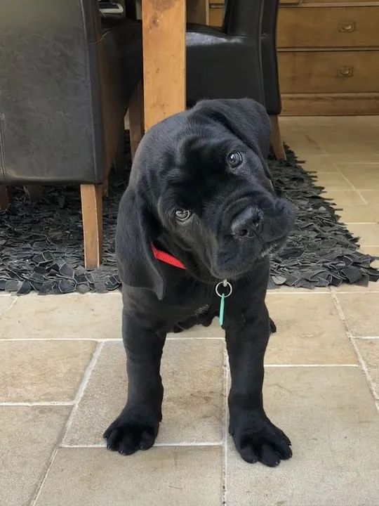Cane Corso Filhotes na Cor Preto