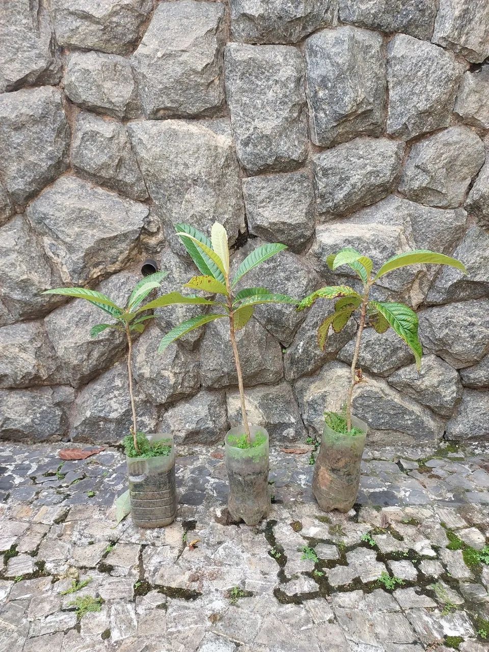 Mudas de Ameixa amarela - Foto 2