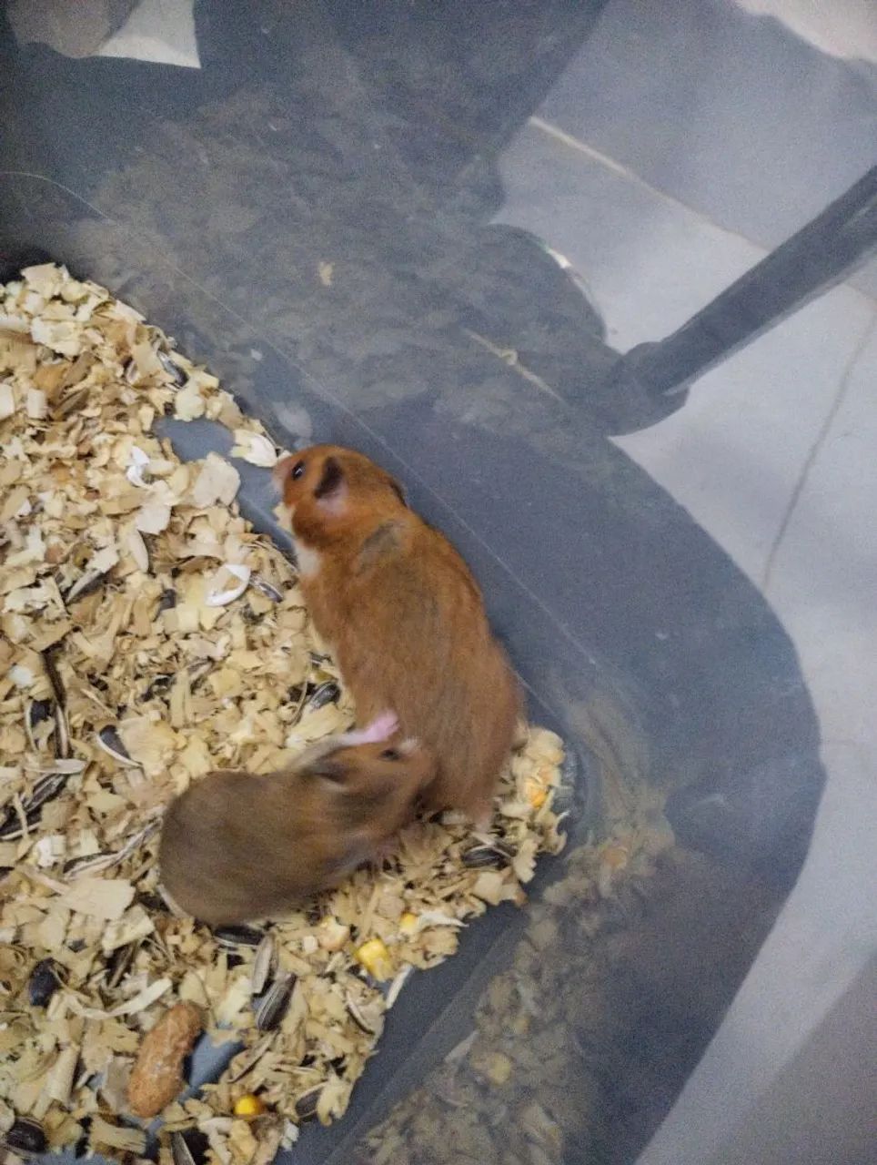 Casal de Hamster fofo  - Foto 2