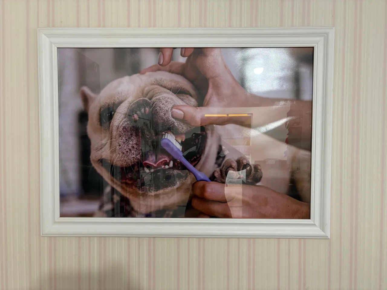 Quadro Decorativo - Bulldog na Escovação