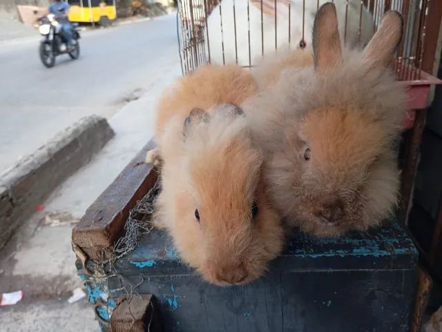 Filhote de Coelho da Raça Lion - Foto 4