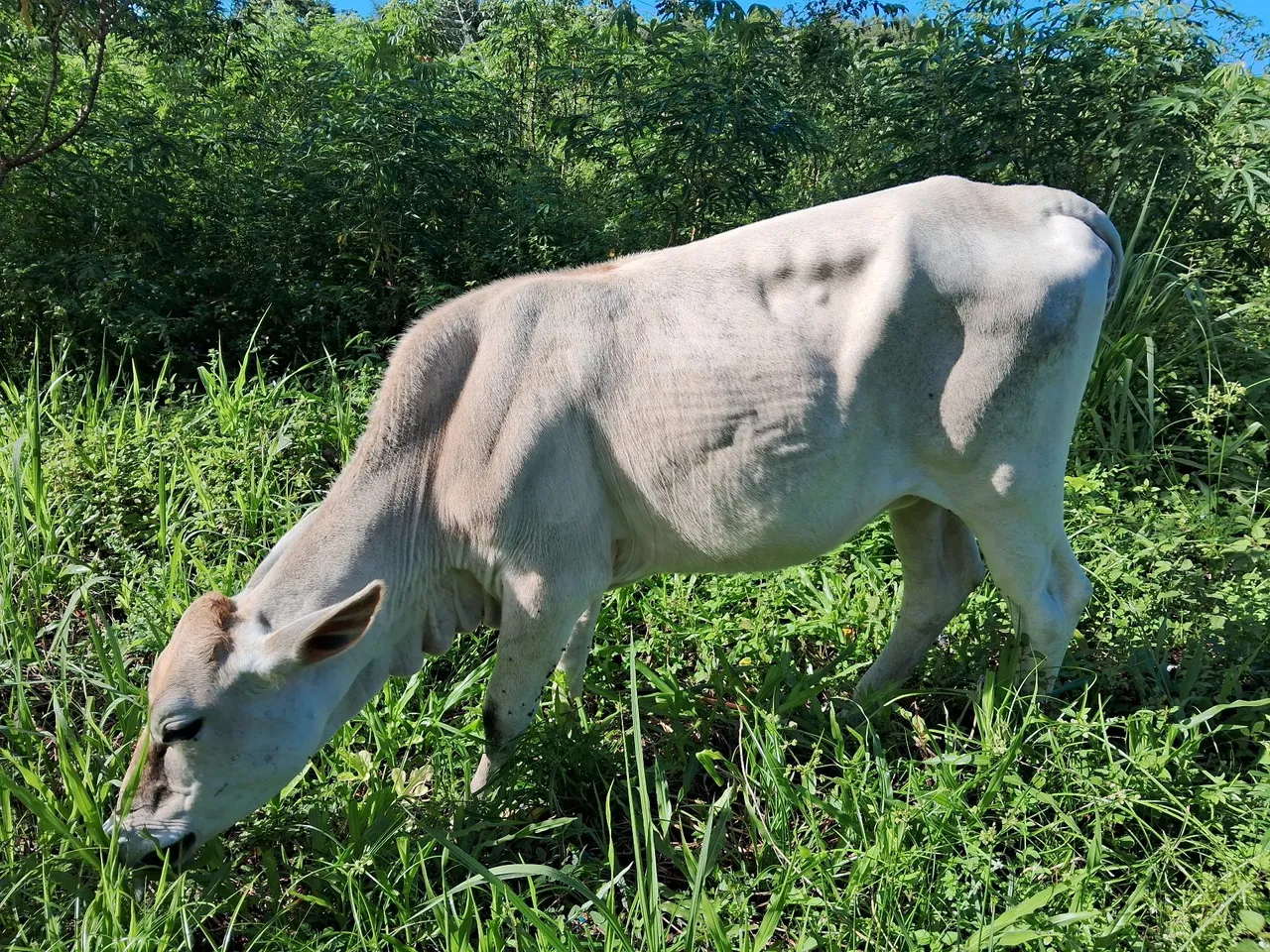 Bezerro(a) para cria ou corte