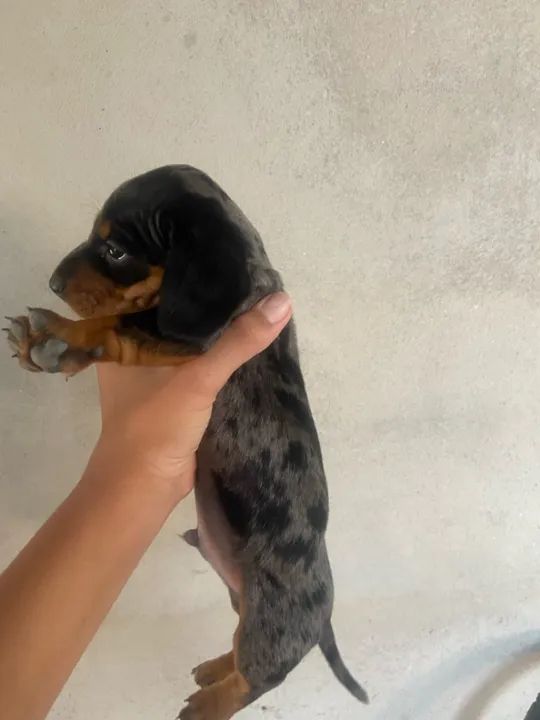 Cachorro Cofap - Foto 3