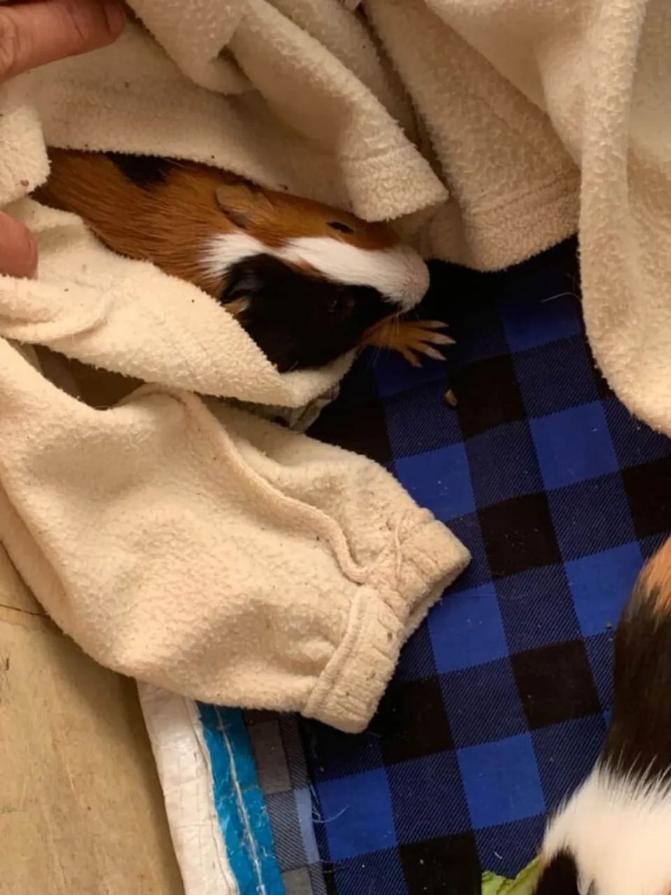 Casal PORQUINHO DA INDIA ( DOAÇÃO ) - Foto 4