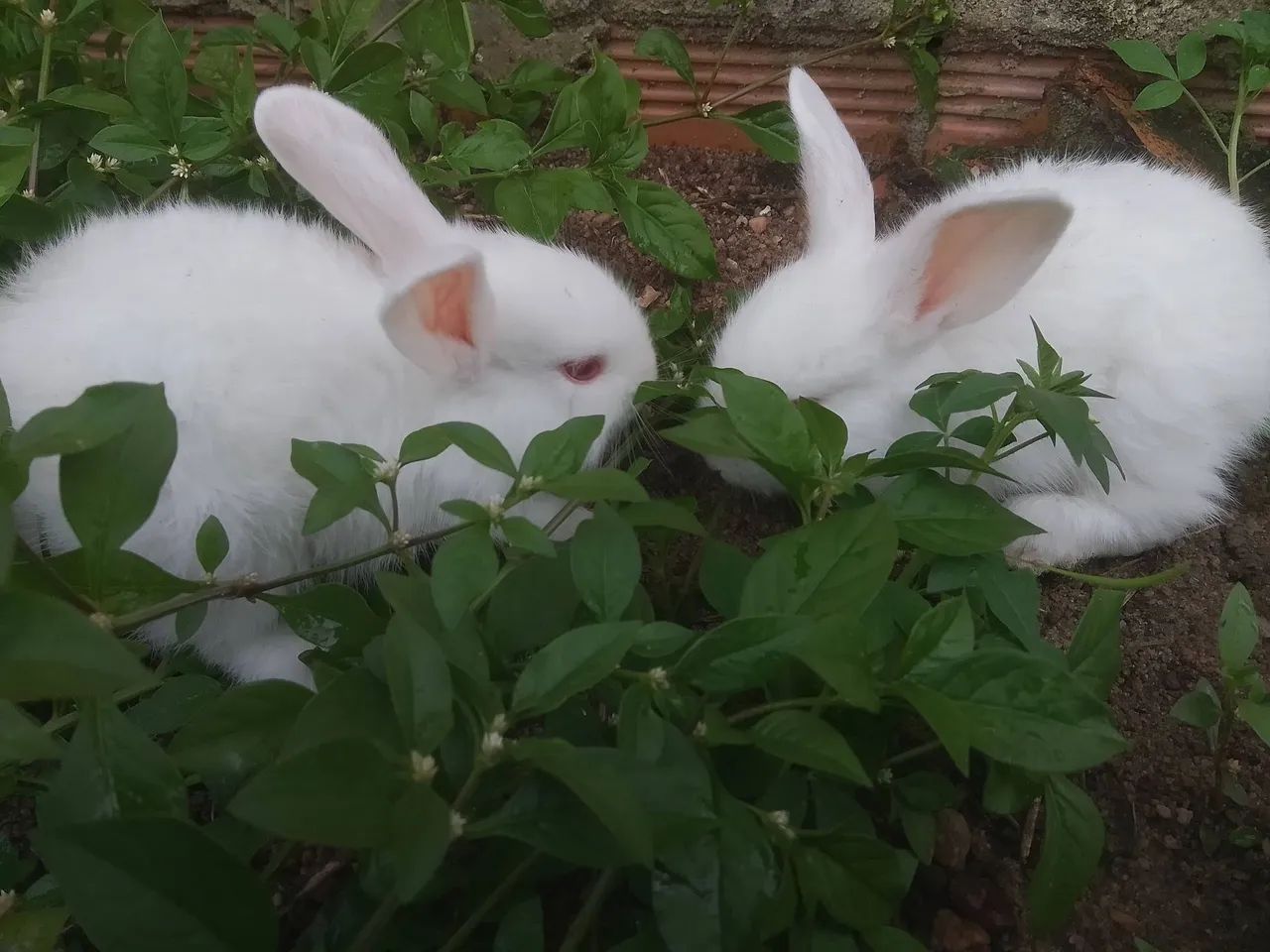 Coelha branca - Foto 4