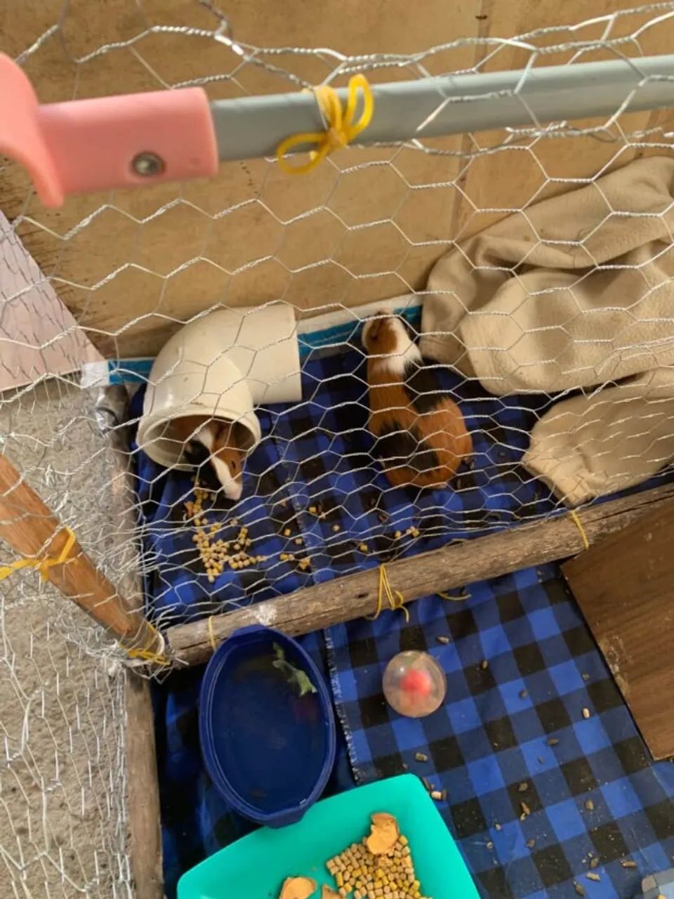 Casal PORQUINHO DA INDIA ( DOAÇÃO ) - Foto 3