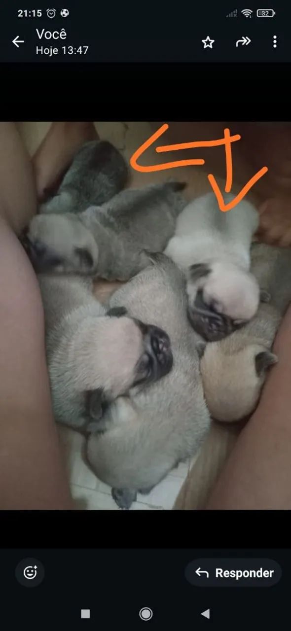 Filhotes de Pug (machinho) raça pura!!