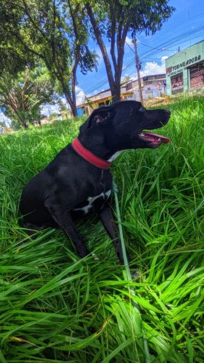 Doação de duas pets 