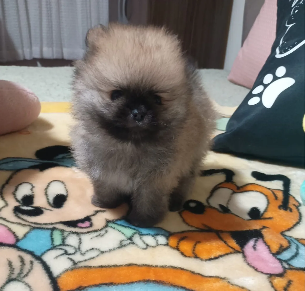 Filhote de Spitz Alemão Anão Super pequeno