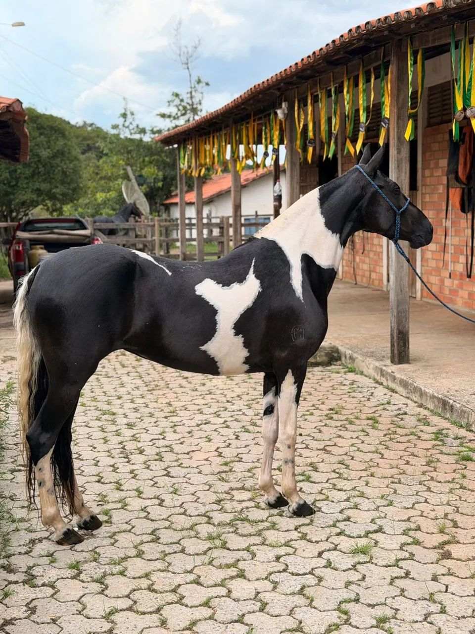 Bonita é ela, Égua pampa de preto - Foto 2