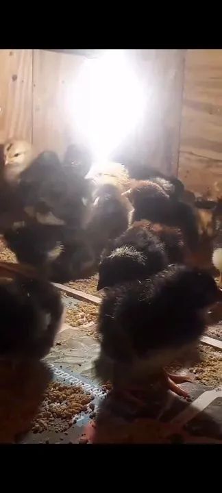 Pintos GSB e Criolo Gigante  - Foto 3