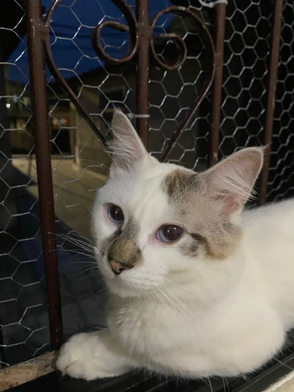 doa-se 2 gatinhos. - Foto 2