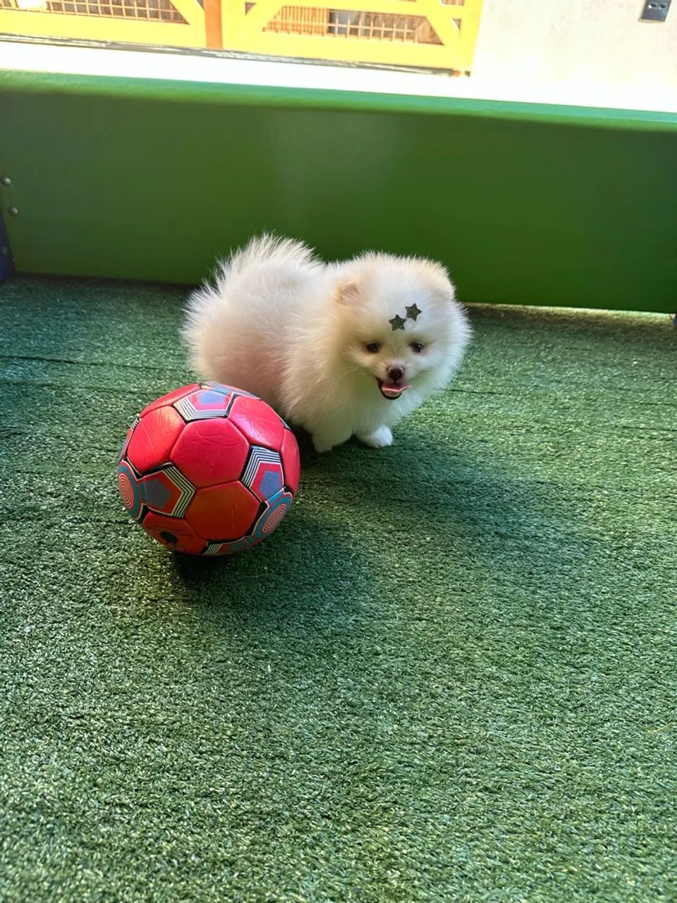 Filhote de Pomeranian - Lulu da pomerania minúsculo  - Foto 3