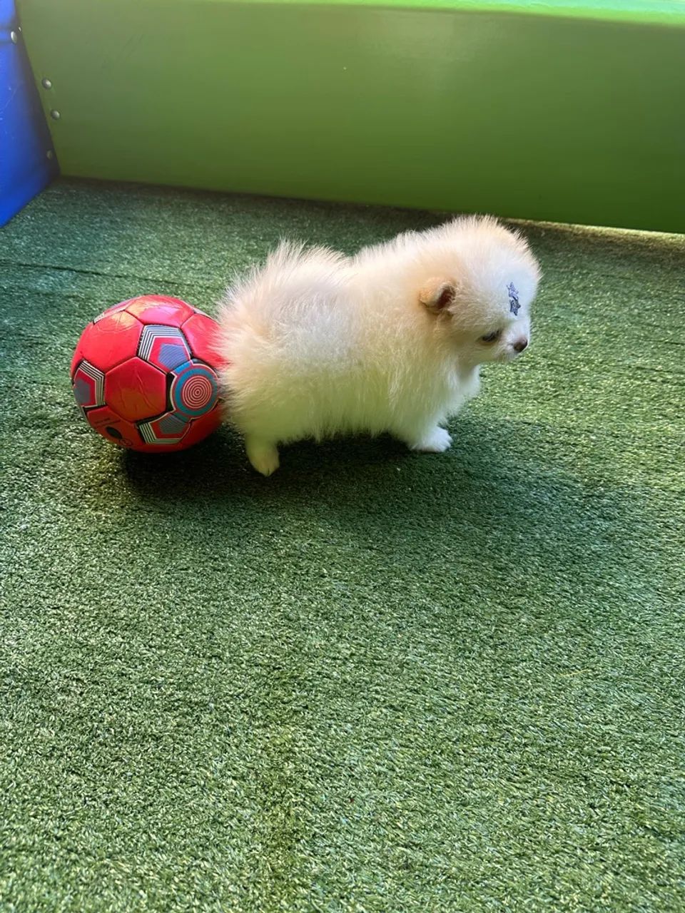 Filhote de Pomeranian - Lulu da pomerania minúsculo  - Foto 4