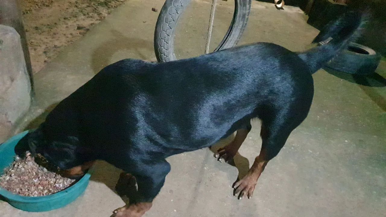 Rottweiler  - Foto 4